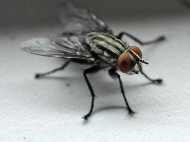 丹灶四害消杀公司分享4个灭蚊蝇驱蚊蝇的实用小妙招