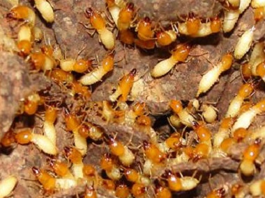 官窑白蚁灭治所到了冬天白蚁会变少，这是为什么呢?