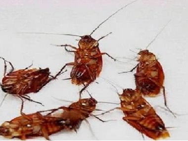 南海杀虫灭鼠公司为什么在办公室里会有蟑螂