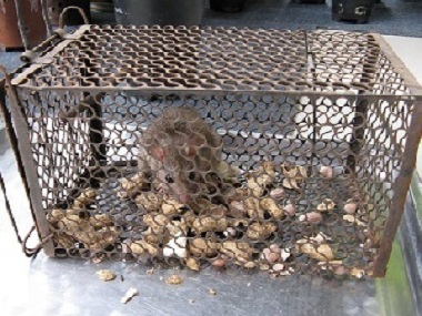 大沥杀虫灭鼠中心捕鼠笼等灭鼠工具应该布置在什么位置