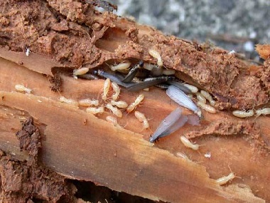 佛山白蚁防治所白蚁除了吃木头还吃什么