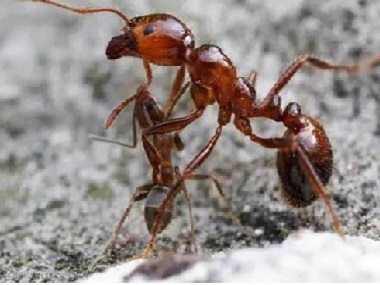 里水防治白蚁中心红火蚁最常见有哪些危害