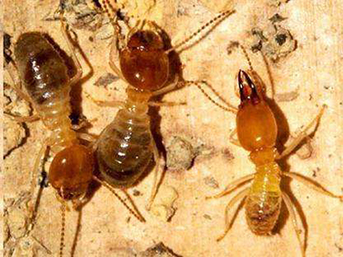 南海白蚁防治房屋遭受白蚁危害是什么原因