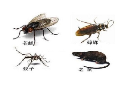 大沥有害生物防控所专家驱除蚊虫蟑螂的方法
