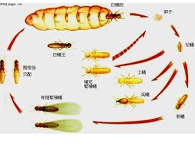 官窑白蚁预防中心——白蚁蚁后是怎么来的