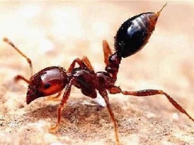 松岗消除蚁害：世界上最危险的蚂蚁“红火蚁”