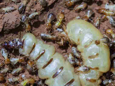里水预防白蚁站白蚁的蚁后是怎么产生的