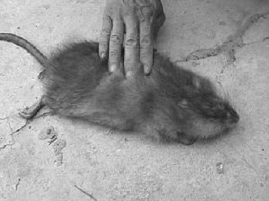 南海专业灭鼠机构农家乐快速灭治老鼠的方法
