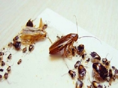 平洲虫害防控——发现宿舍有蟑螂喷杀虫剂为什么不管用