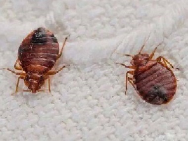 狮山有害生物控制机构臭虫怎么消灭最彻底