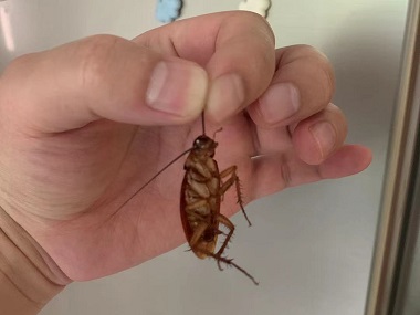 桂城除四害——如何彻底消灭家里的蟑螂
